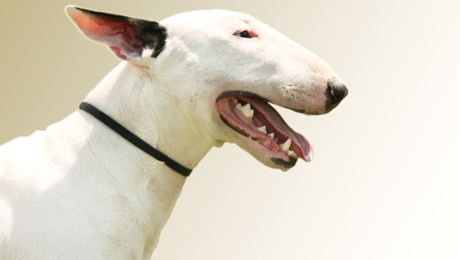 Roman best sale nose dog